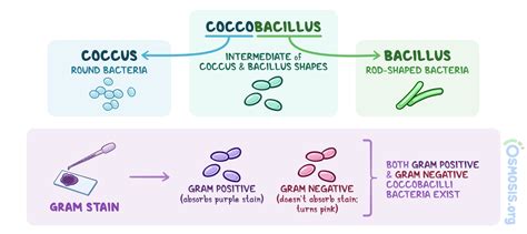 Coccobacilli: What Are They, Treatment, and More .
